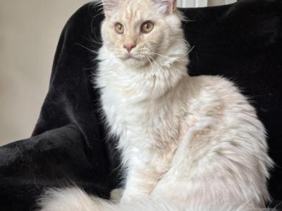 Male V65 - Maine Coon - Gallery Photo #1