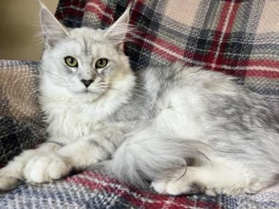 Male V82 - Maine Coon - Gallery Photo #1