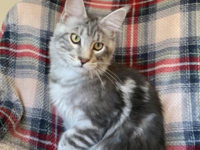 Boy V45 - Maine Coon - Gallery Photo #1