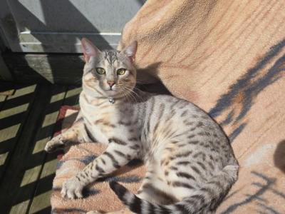 Clay - Bengal - Gallery Photo #1