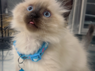 Munchkin Ragdoll - Munchkin - Gallery Photo #1