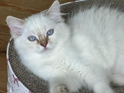 Chocolate Lynx TICA Ragdoll - Ragdoll - Gallery Photo #1