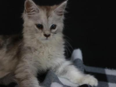 Jasmine - Maine Coon - Gallery Photo #1