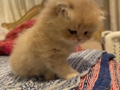 British Short Hair - British Shorthair - Gallery Photo #1