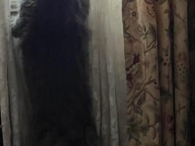 Gunner Groot - Maine Coon - Gallery Photo #1