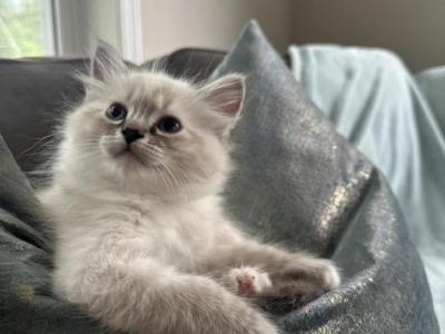 Burberry TICA Ragdoll - Ragdoll - Gallery Photo #1