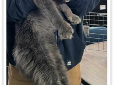 G Litter - Maine Coon - Gallery Photo #1
