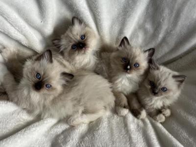 Ragdoll Kitten - Ragdoll - Gallery Photo #1