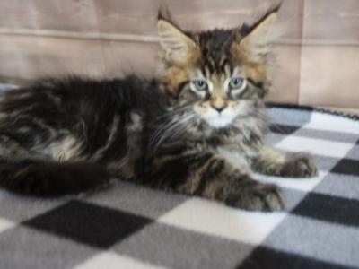 Leo - Maine Coon - Gallery Photo #1
