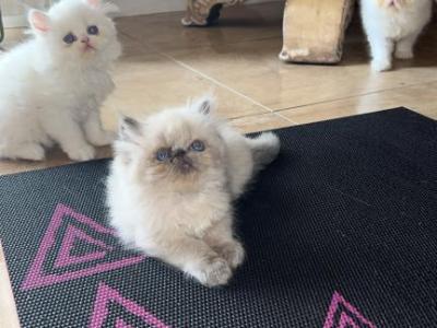 Madix - Persian - Gallery Photo #1