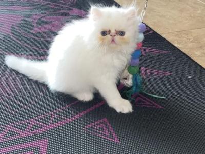Madix - Persian - Gallery Photo #1