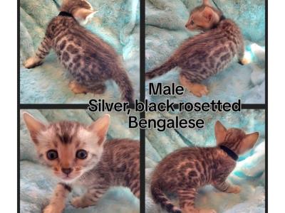 Bengalese - Bengal - Gallery Photo #1
