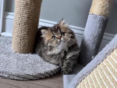 Jinx - Persian - Gallery Photo #1