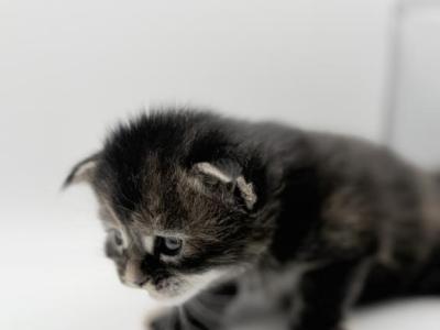 Alaia - Maine Coon - Gallery Photo #1