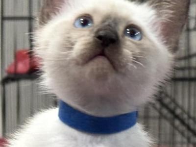 Blue Boy - Siamese - Gallery Photo #1