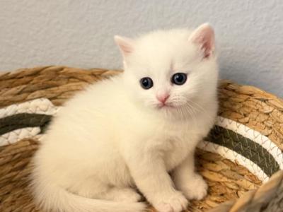 Scottish Straight Boy White Kitten - Scottish Straight - Gallery Photo #1