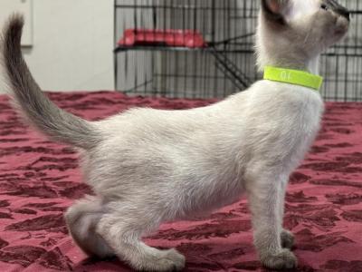 Yellow Girl - Siamese - Gallery Photo #1