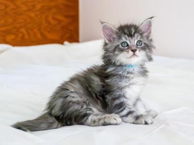 Gerault - Maine Coon - Gallery Photo #1
