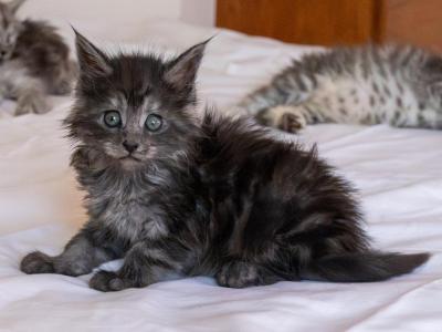 Gwendolyn - Maine Coon - Gallery Photo #1
