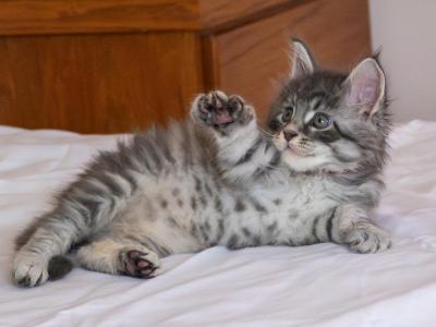 Gaston - Maine Coon - Gallery Photo #1