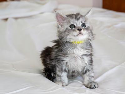 Galatea - Maine Coon - Gallery Photo #1