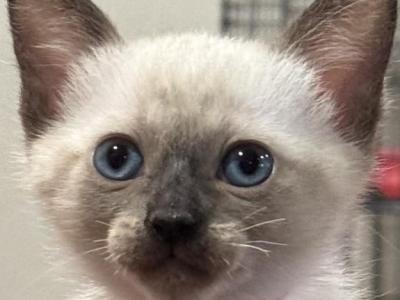 Pink Girl - Siamese - Gallery Photo #1