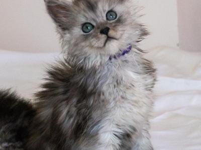 Gabriel - Maine Coon - Gallery Photo #1