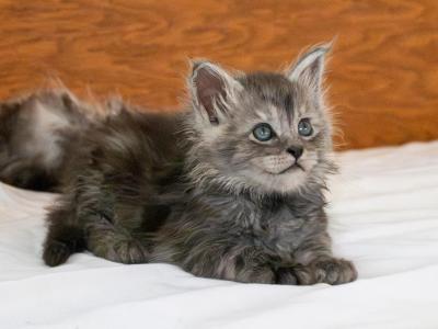 Gulliver - Maine Coon - Gallery Photo #1