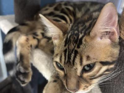 Ascano Cattery - Bengal - Gallery Photo #1