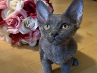 Bluey - Devon Rex - Gallery Photo #1