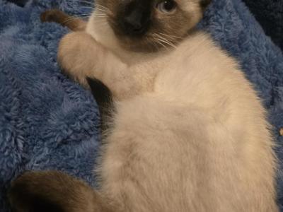 New Litter Siamese Kittens Ready All Color Points - Siamese - Gallery Photo #1