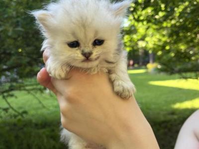 Luna - Persian - Gallery Photo #1
