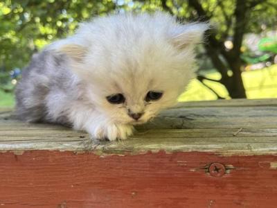 Lucy - Persian - Gallery Photo #1