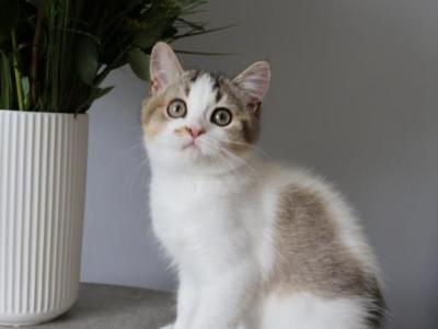 British Shorthair Boy - British Shorthair - Gallery Photo #1
