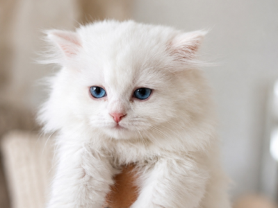 Turkish Angora - Turkish Angora - Gallery Photo #1