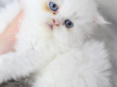 Toulouse Blue Eyes - Persian - Gallery Photo #1