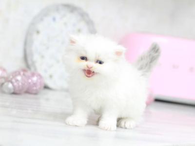 Toulouse Blue Eyes - Persian - Gallery Photo #1