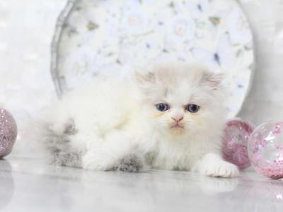 Marie Blue Eyes - Persian - Gallery Photo #1