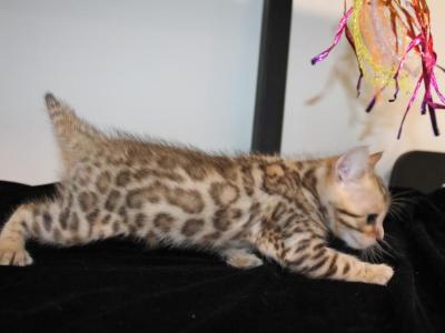 Kari - Bengal - Gallery Photo #1