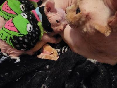 Ophelia - Sphynx - Gallery Photo #1