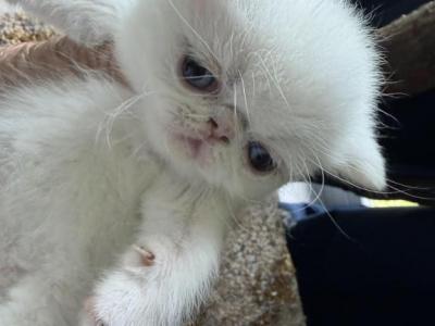 Persian Exotic  Shorthair And Longshair - Persian - Gallery Photo #1