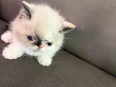 Exotic Shorthair Pointed Female - Exotic - Gallery Photo #1