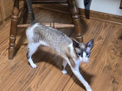 Love Wave Yslada - Cornish Rex - Gallery Photo #1