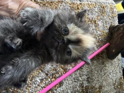 Exotic Tortie Shorthair Female - Exotic - Gallery Photo #1