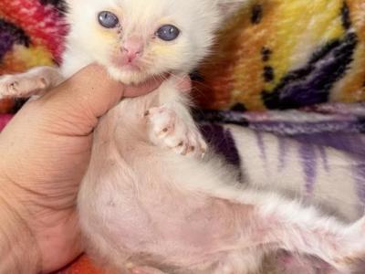 Beautiful Lilac - Ragdoll - Gallery Photo #1