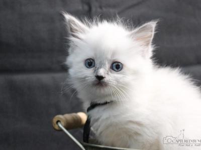 Princess Evangeline - Ragdoll - Gallery Photo #1