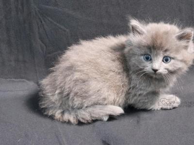 Prince Sterling - Ragdoll - Gallery Photo #1
