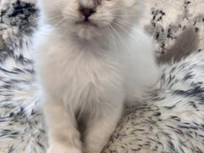 Felix - Domestic - Gallery Photo #1