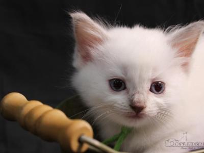 Duchess Seraphina - Ragdoll - Gallery Photo #1
