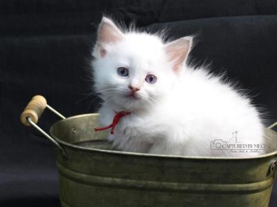 King Maximilian - Ragdoll - Gallery Photo #1